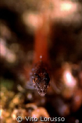 Fishs - Trypterigion tripteronotus by Vito Lorusso 